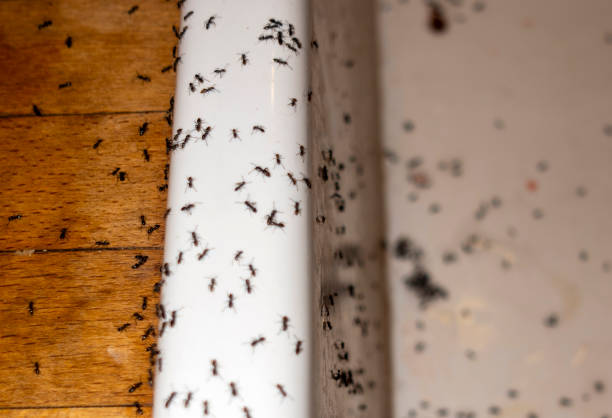 Best Bird Control  in Garden Home Whitfd, OR